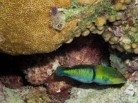 Yellowhead Wrasse 1